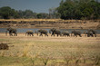 Family of elephants in a row protecting the smallest ones