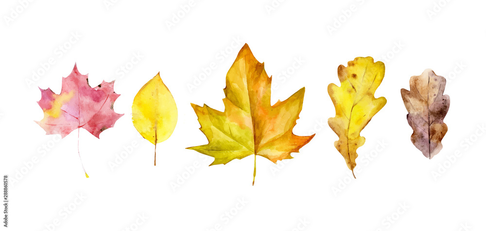 Fall Leaf Bitmap Watercolor autumn leaves or fall foliage icons. Vector isolated set of ...