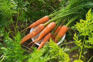 Sticker - Fresh harvest of carrots on the field in sunny weather