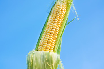 Wall Mural - Closeup of one fresh corn in the field