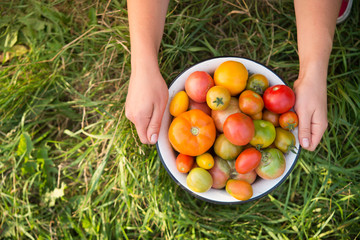 Sticker - Farmer holds harvest of fresh tomatoes of different color