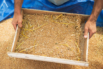 Wall Mural - Farmers manually clean the harvested grain.