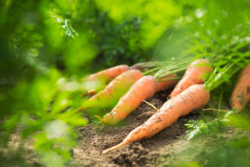 Sticker - Fresh harvest of carrots on the field in sunny weather