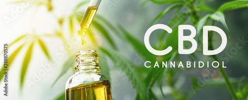 Cuadros en Lienzo CBD droplet dosing a biological and ecological hemp plant herbal pharmaceutical cbd oil from a jar