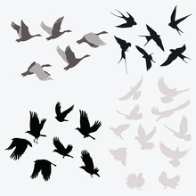 Set Of Silhouettes Of Flocks Of Birds. Collection Of Contours Of Birds. Vector Illustration.
