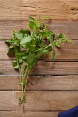 fresh herb basil leave on wooden table