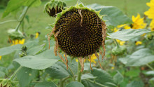 Wilting Sunflower,end Of Summer