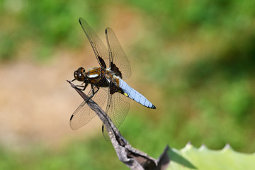 Wall Mural - Big blue dragonfly sitting on aloe leaf.