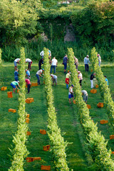 Wall Mural - vendemmia