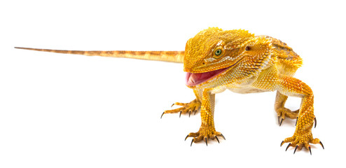 Wall Mural - Bearded dragon - Pogona vitticeps is smilling on a white background