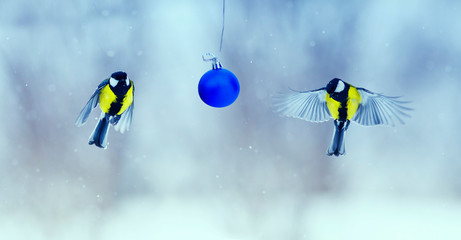 Wall Mural -  festive Christmas card with two Tits flying in the snow garden next to the glass ball