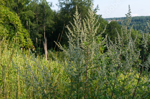 flowering common mugwort plants in hilly landscape