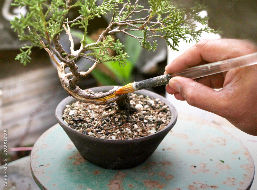 How to apply Lime Sulfur to preserve deadwood in Bonsai Tree. will be  demonstrating the application on Bonsai tree, Making of bonsai trees  Handmade bonsai tools. Stock-foto | Adobe Stock