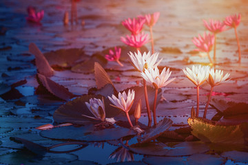 Wall Mural - Beautiful pink water lily or lotus flower in pond