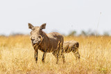 Fototapeta  - Warthog with big tusk in the high grass on the savannah
