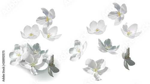 White jasmine flowers perfect realistic vector illustration Tableau sur Toile