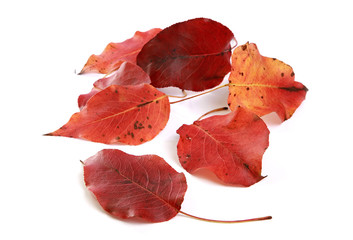 Wall Mural - Feuilles mortes de Cotinus