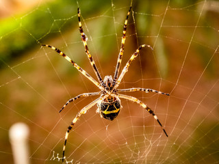 In the spider's web