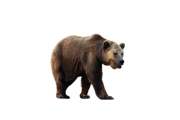 brown bear (ursus arctos) isolated on white background