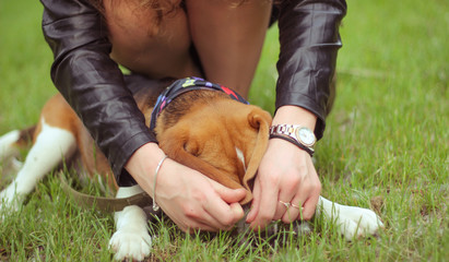 Canvas Print - beagle, faithful loyal friend, walking in spring park