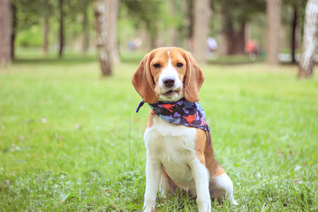 Poster - beagle, faithful loyal friend, walking in spring park