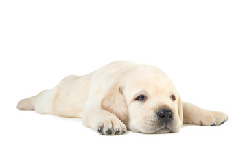 Wall Mural - Labrador puppy isolated on white background