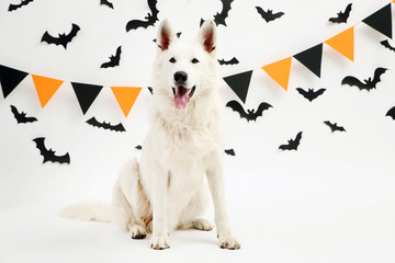 Wall Mural - Swiss shepherd dog with paper bats and flags on white background