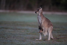 Eastern Grey Kangaroo (Macropus Giganteus) In The Morning At The Food Intake ,Queensland ,Australia