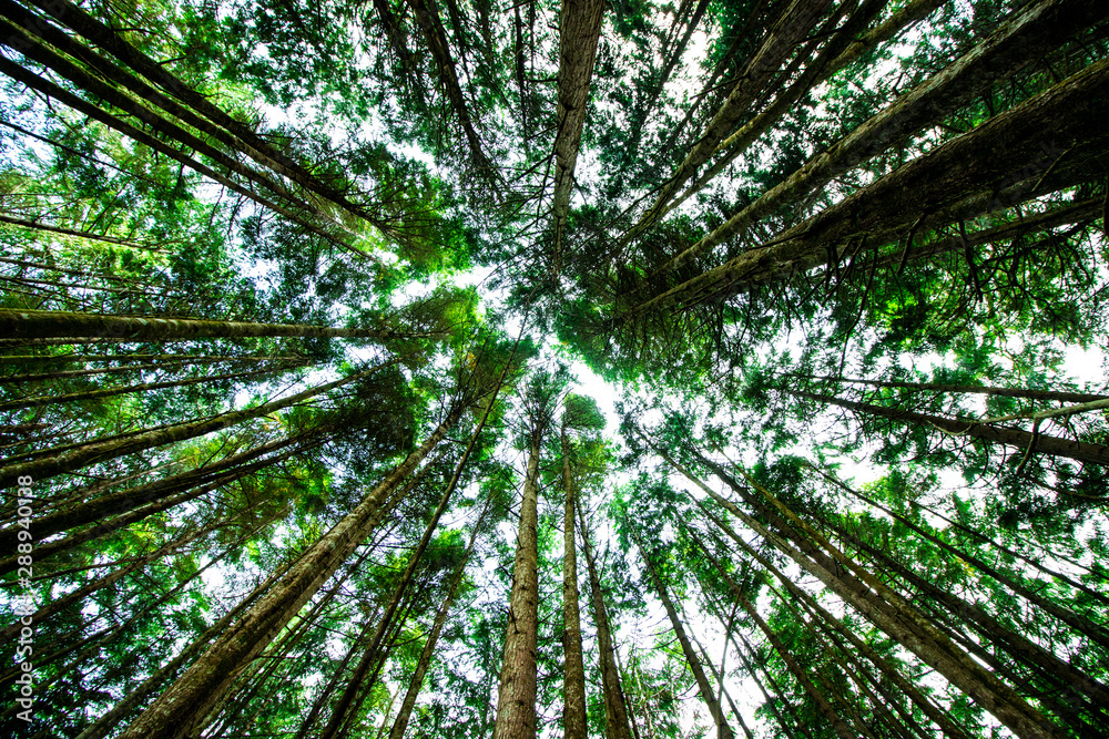 Giant green trees seen from below and seen on the sky, in the forest of ancient cedars on the road to Cathedral Grove on the island of Vancouver in Canada, close up, nature, photography effect - obrazy, fototapety, plakaty 