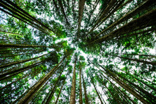 Giant Green Trees Seen From Below And Seen On The Sky, In The Forest Of Ancient Cedars On The Road To Cathedral Grove On The Island Of Vancouver In Canada, Close Up, Nature, Photography Effect