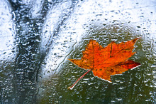 Rainy Day Red Raindrop Leaf