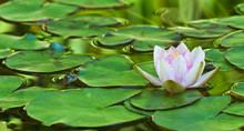 Green Frog (Rana Clamitans) Hiding Among Lily Pads, Waiting For Prey To Come Close Enough To Capture..