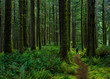 Hiker admiring ancient  trees in temperate rain forest of Suislaw National Forest along Cooks Ridge Trail at Cape Perpetua, Oregon.