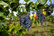 © Dan74 - beautiful red grapes on vineyards in Chianti region, Italy