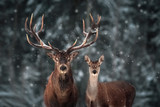 Fototapeta Zwierzęta - Noble deer male and female in winter snow forest.
