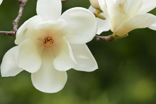 Closeup Yulan Magnolia Flower, Lily Tree