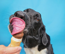 Cute Border Collie Labrador Mix Licking An Ice Cream Cone Isolated On A Blue Background Studio Shot