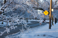 This Photo Of Frozen Branches With Crossing Sign In The Background Taken After The 2013 Ice Storm In Toronto Which Result In A Major Power Outage That Lasted Several Days.
