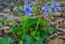 Marsh Blue Violet (Viola Cucullata) Along Stream In Blue Ridge Mountains Of Central Virginia In Spring