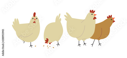 Fotomural Cute farm chicken hen bird group isolated