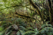 Moss-festooned Trees And Prickly Shield Ferns (Polystichum Vestitum) In The Temperate Rainforest Along The Milford Track In Fiordland National Park In The South Island Of New Zealand.