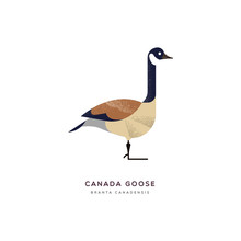Canada Goose Duck Bird Isolated Animal Cartoon