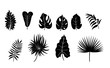 Vector Exotic Leaf Silhouettes Set