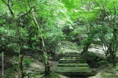 森 古い石の階段 道 Stock Photo Adobe Stock