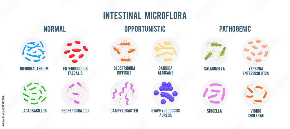 Realistic flat vector illustration of small and large intestine. Intestinal microbiota: normal flora, opportunistic flora and pathogenic flora. Good and bad bacteria. Gastrointestinal microbiota. - obrazy, fototapety, plakaty 