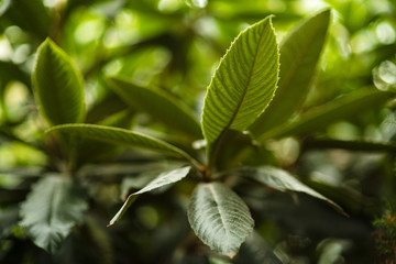 Wall Mural - leaves in the tropical forest, fresh green leaves background in the garden sunlight.