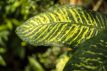 Wall Mural - leaves in the tropical forest, fresh green leaves background in the garden sunlight.