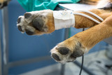 Fototapeta  - Blood pressure cuff in a dog
