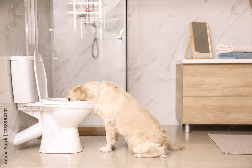Cute Golden Labrador Retriever drinking water from toilet bowl - obrazy, fototapety, plakaty 