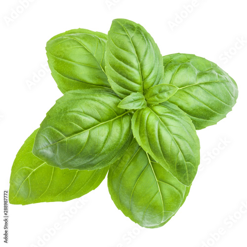 Cuadros en Lienzo Fresh sweet Genovese basil leaves isolated on white background cutout